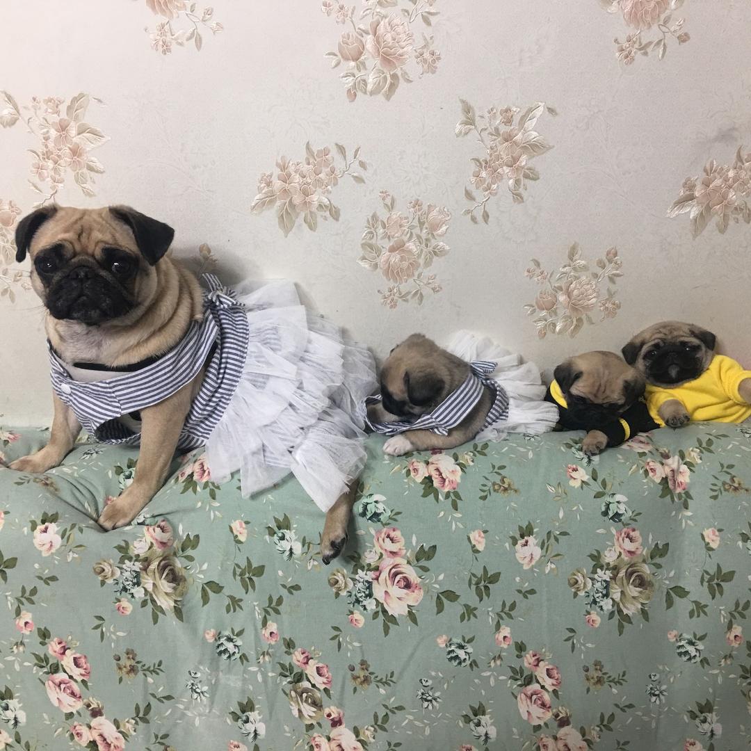 壮妞儿和它的孩子们