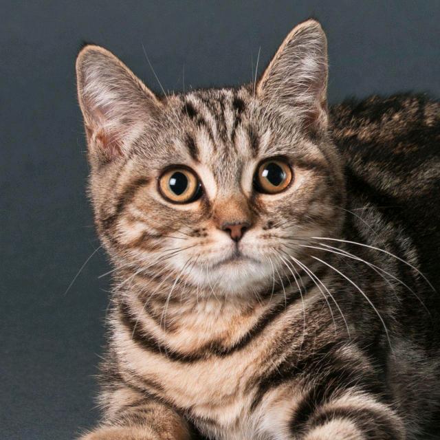 用户3233579845958维妙维肖