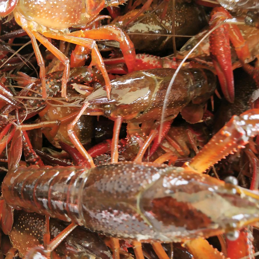 微山湖小龙虾大闸蟹