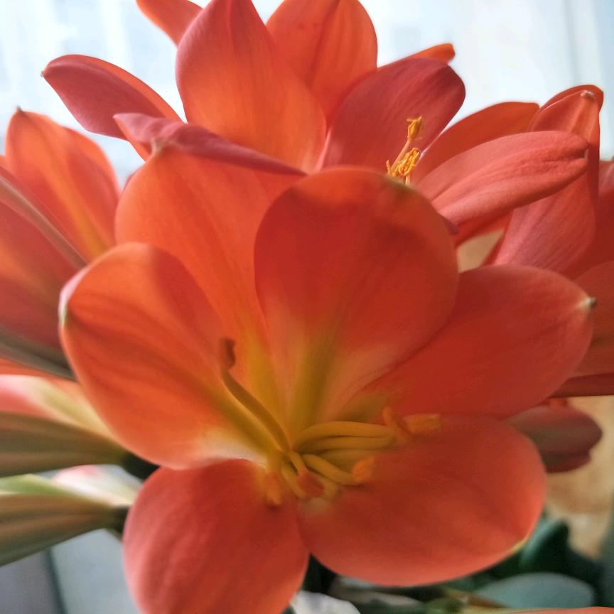 芙蓉