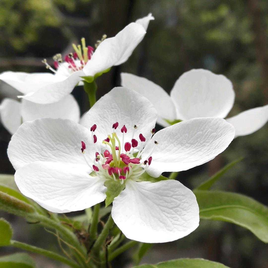 小三在美，终究是妾