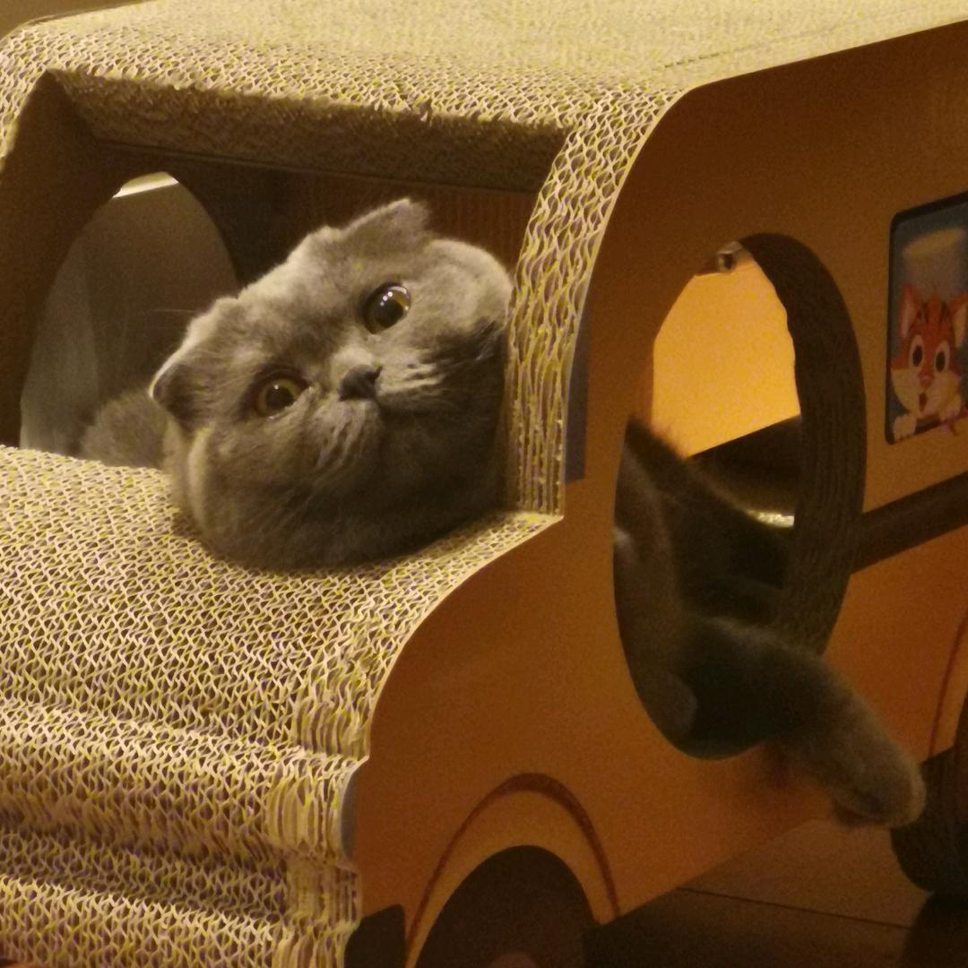 包子天天打馒头