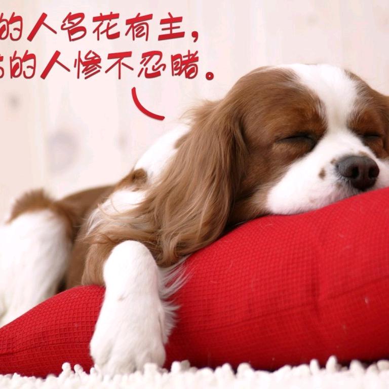 安好梦