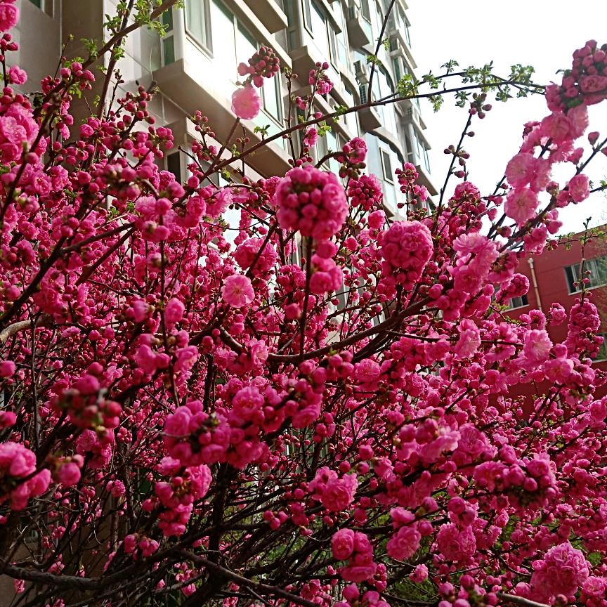 春暖花开