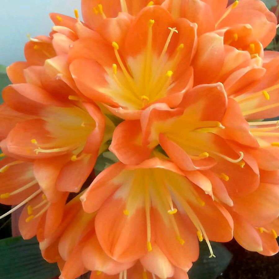 雪莲 花\_