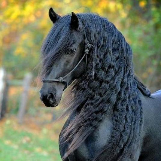 福力汽检  阿凡