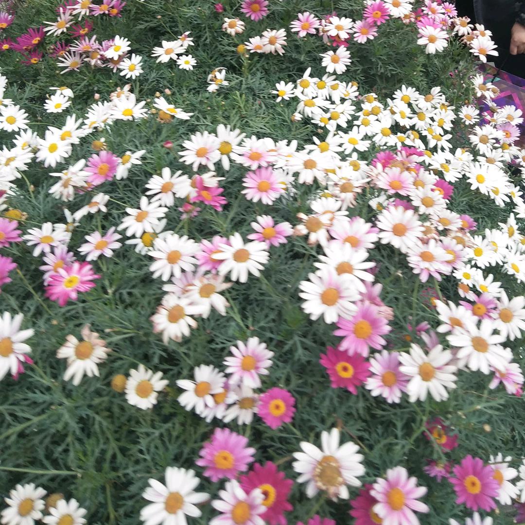 开心果