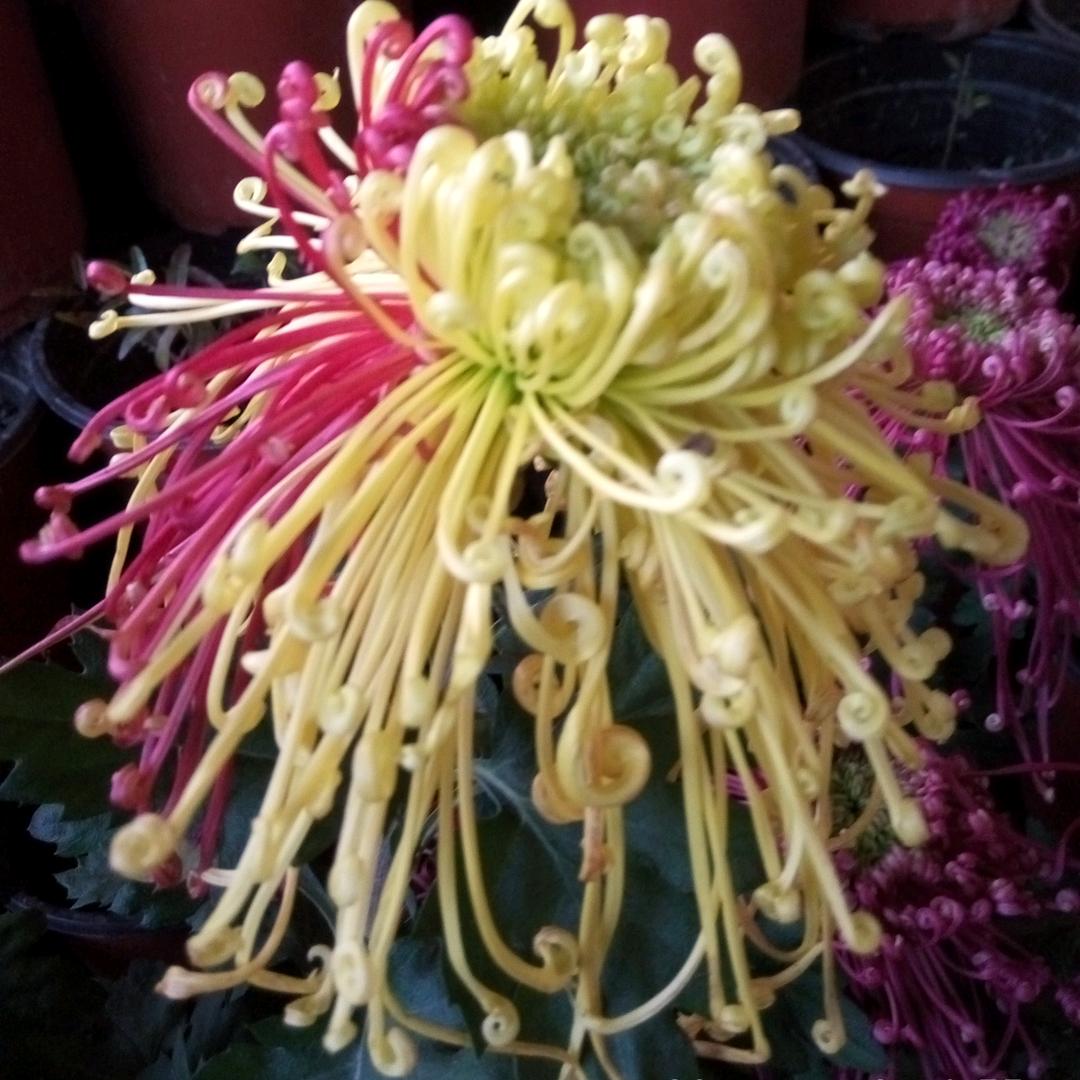 蠡县菊花基地