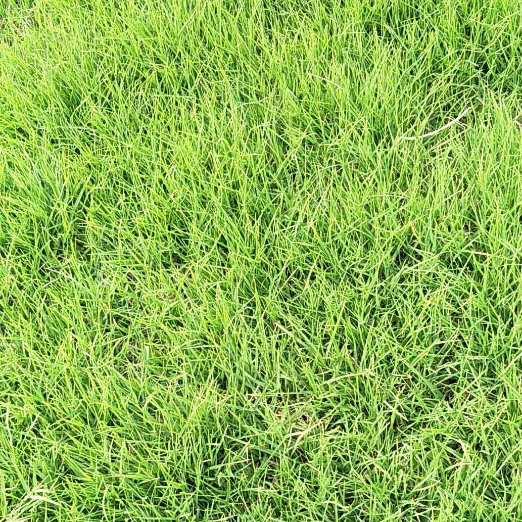 邓州市三英园林绿化有限公司