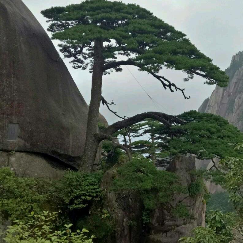 你的眼泪，为谁而流？虎哥