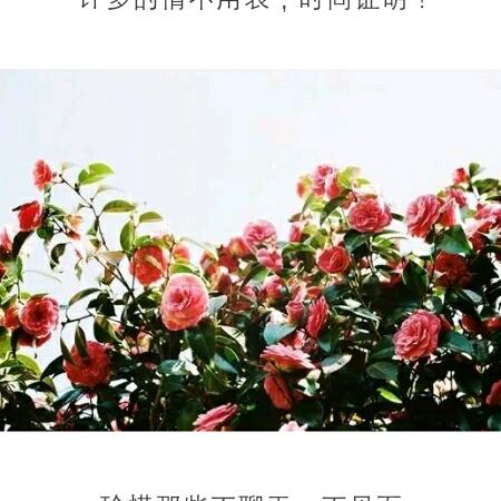 丢了我，你会心疼吗？