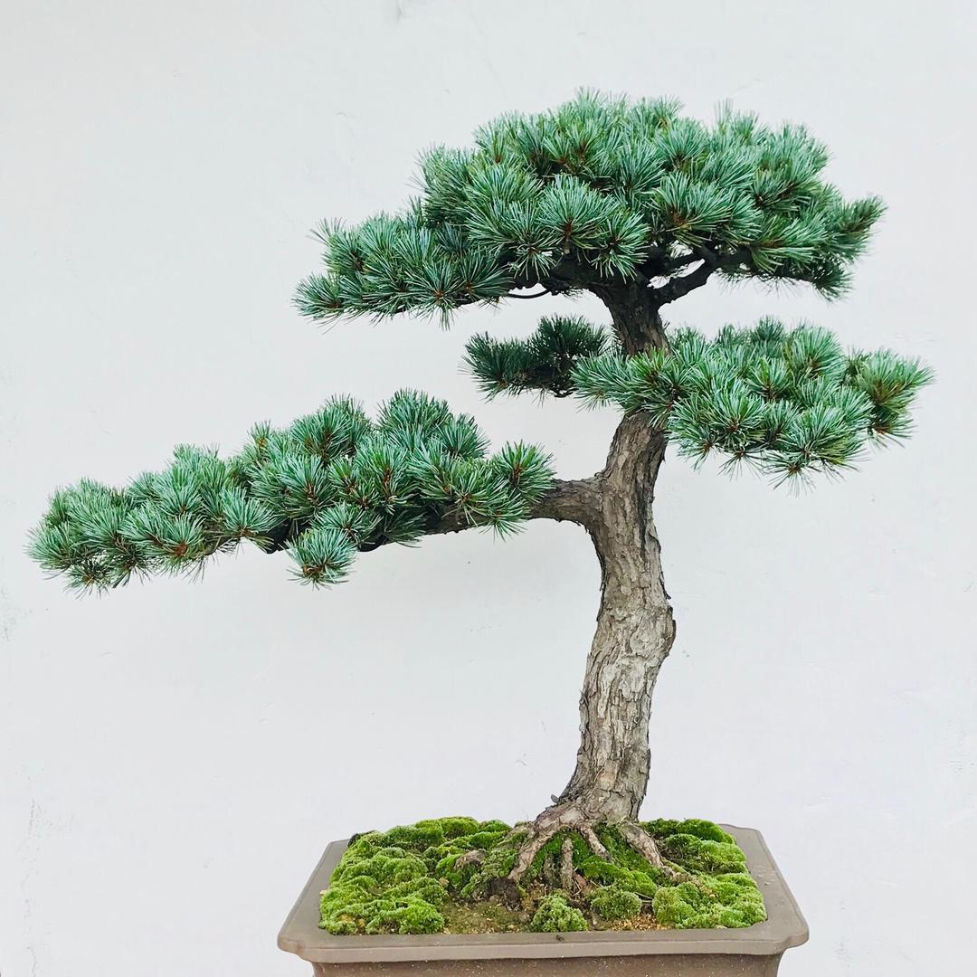 雅植盆景