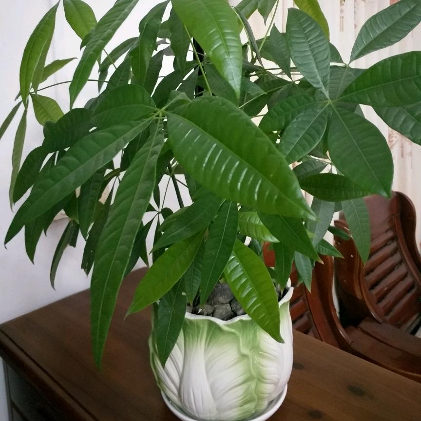 大山里的小村姑💃️