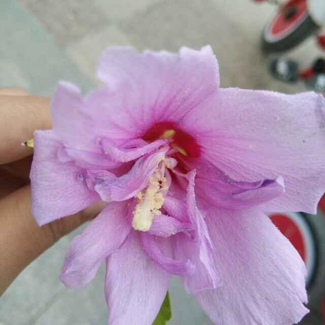 🌹🌹🌹花、《@》