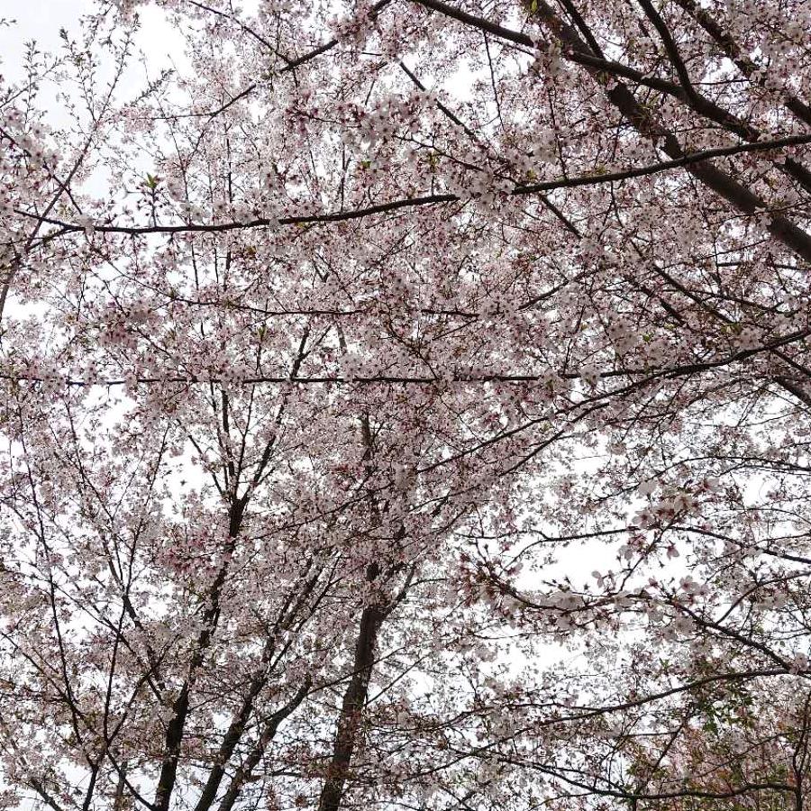 村头的韦师傅