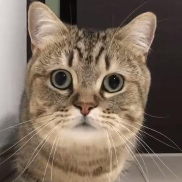 - ̗̀(๑ᵔ⌔ᵔ๑金生🍒今世🐯）