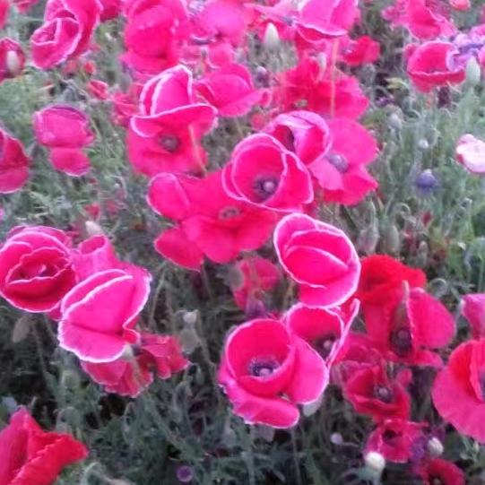 淡一世浮华老黑