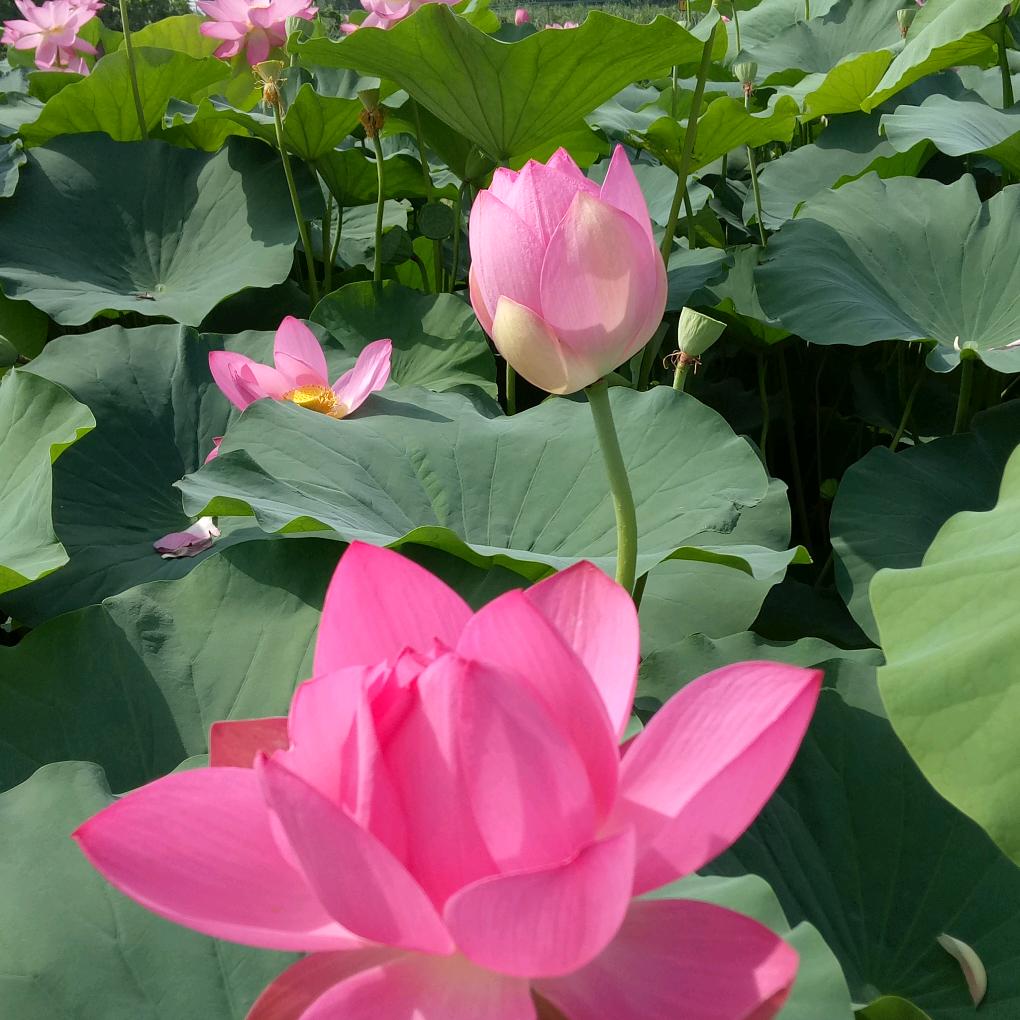 红星美凯龙宏明泰铝包木门窗