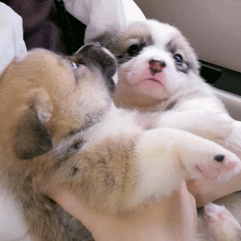 小饼干-妞爸家@抖音