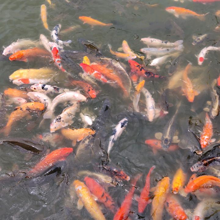 河沙妹妹   清风拂明月