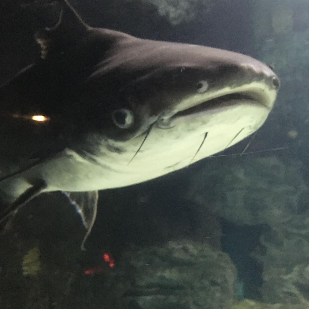 🌸花开🌸🌸富贵