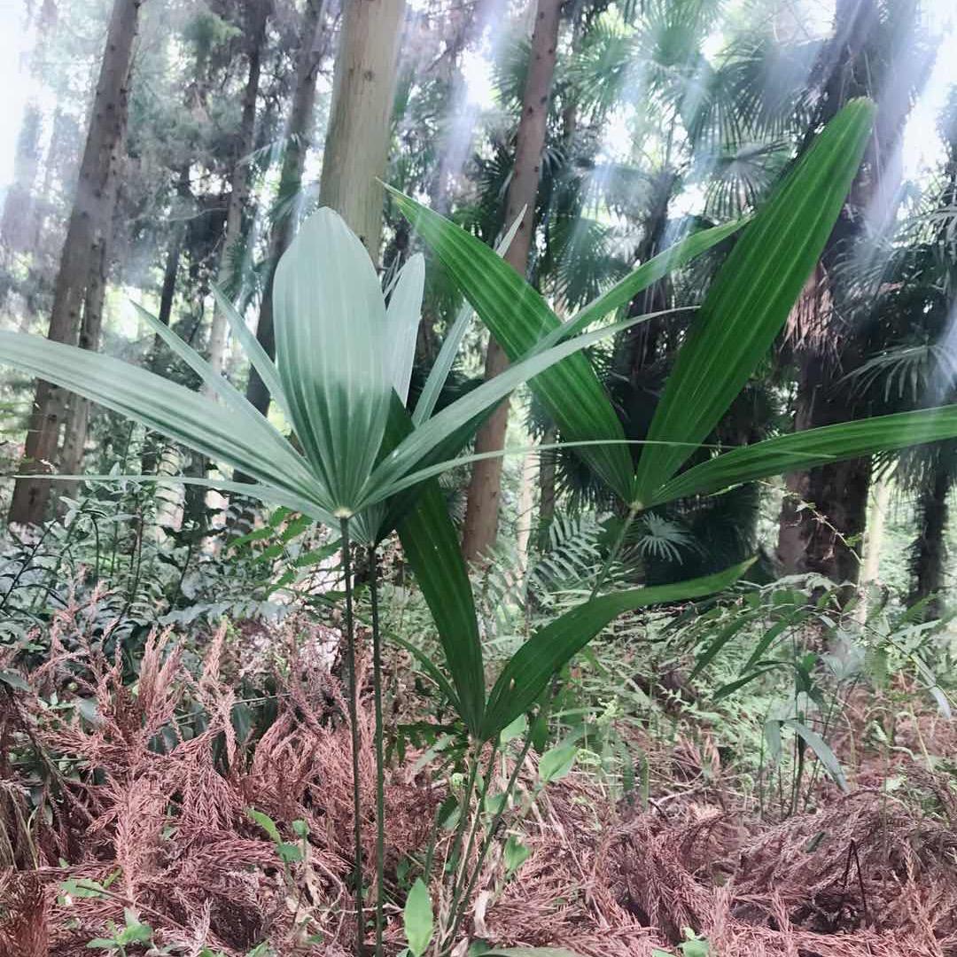 小草六零年9月份老鼠🐁不老的女神l