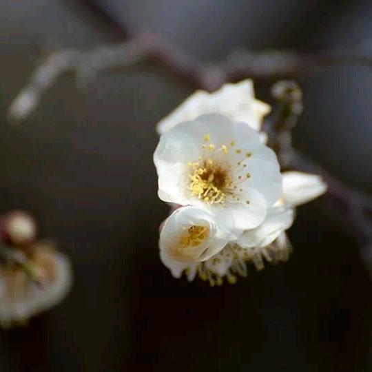 一枝梅