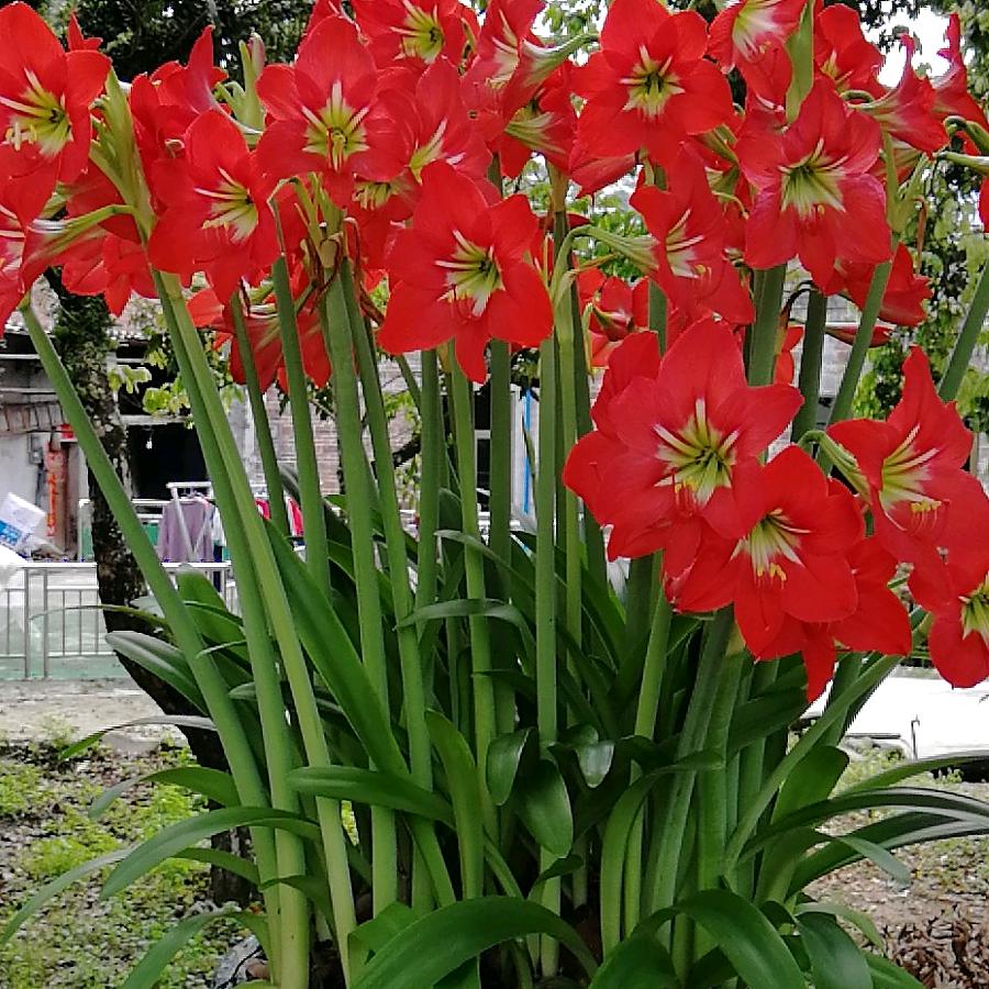 梅花香自苦寒来