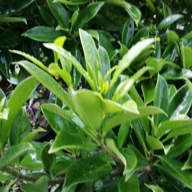 我就是我