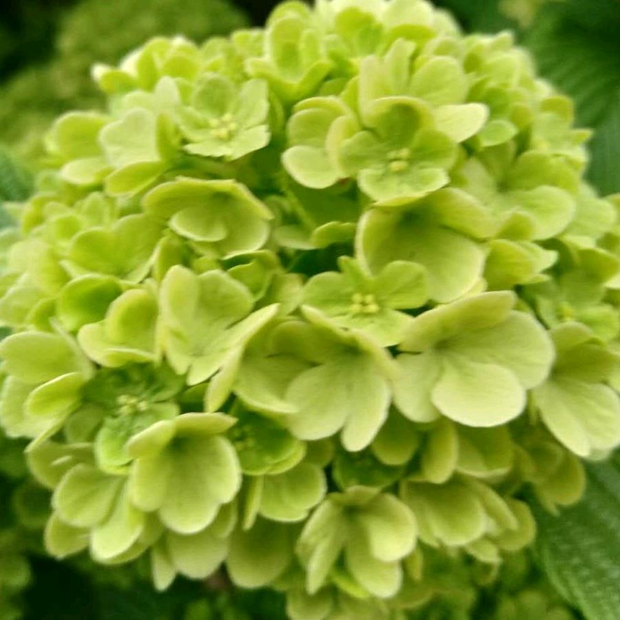🌺碎花洋裙子🌺