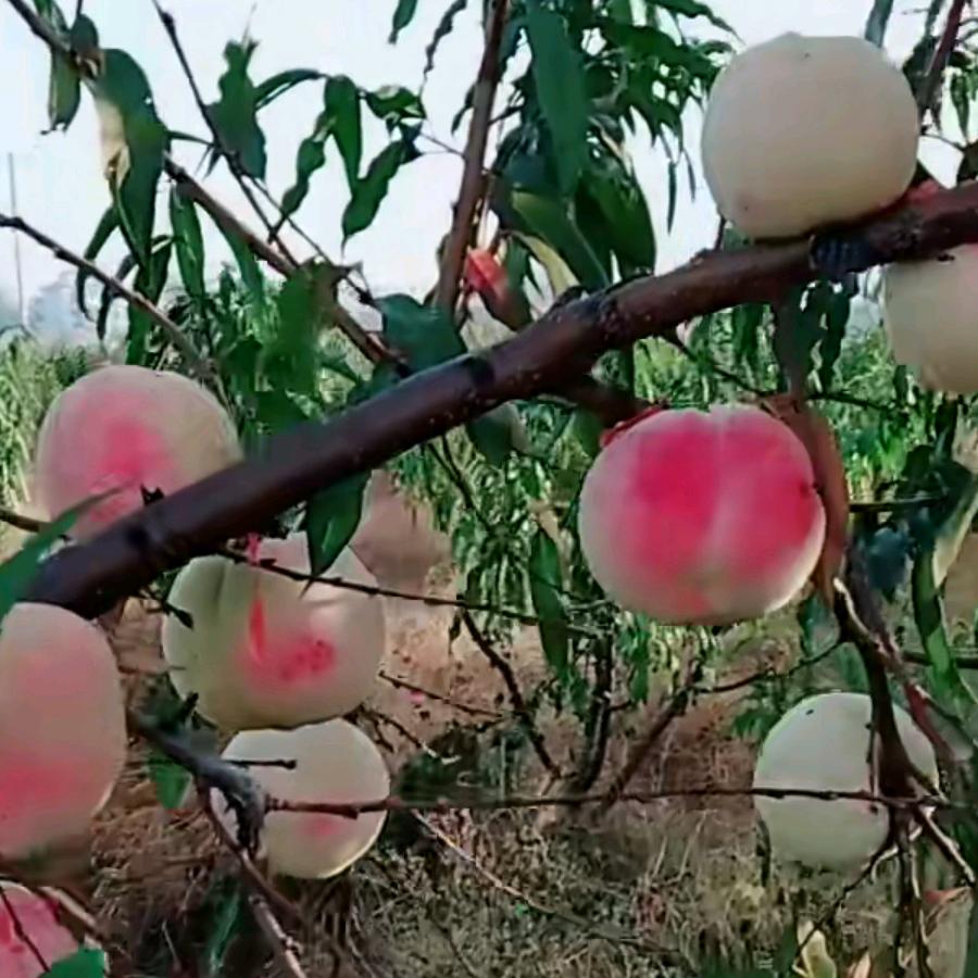 万是如意