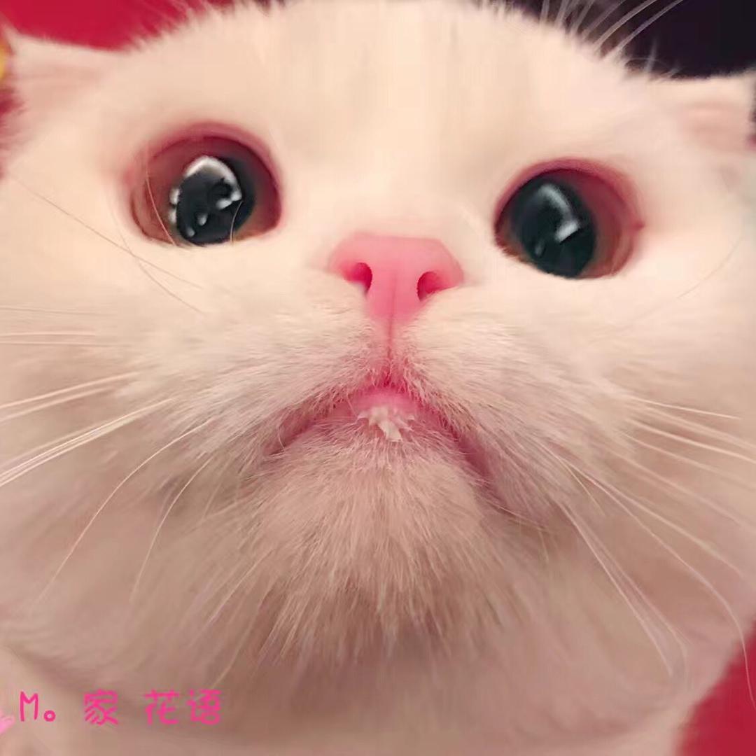 M萌喵