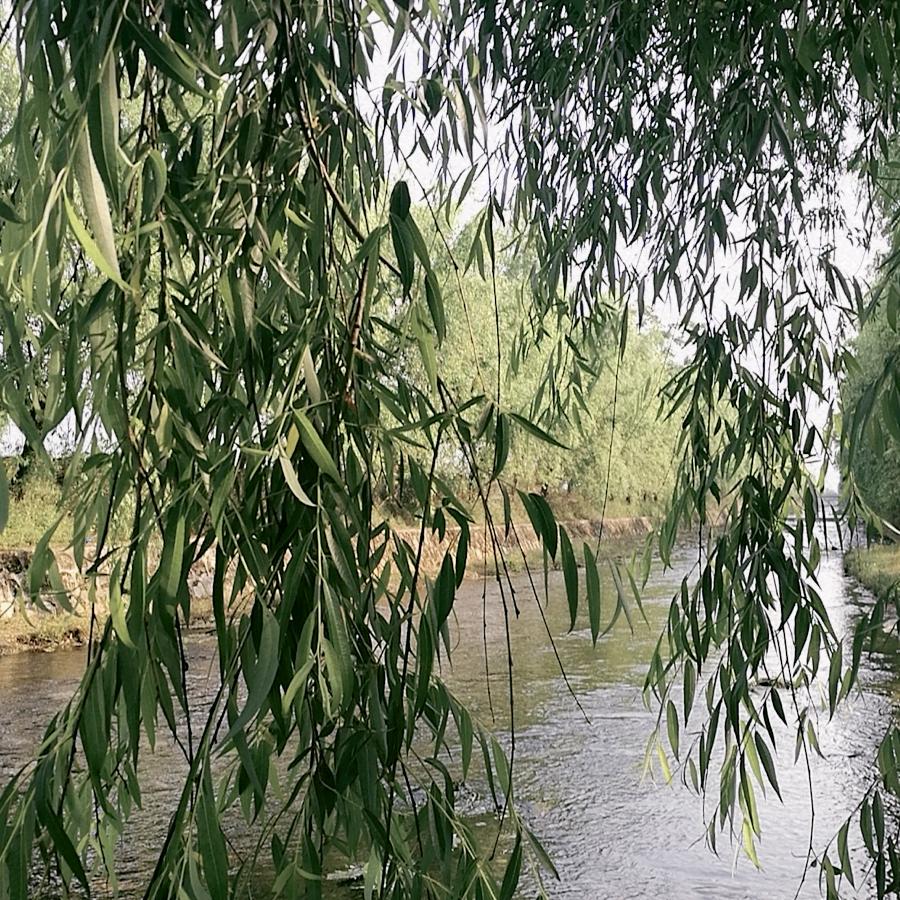 石雨花🌸
