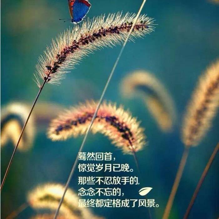 ⭐️满天星⭐️