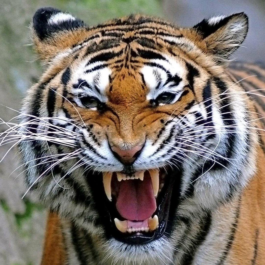 過 🐯 客