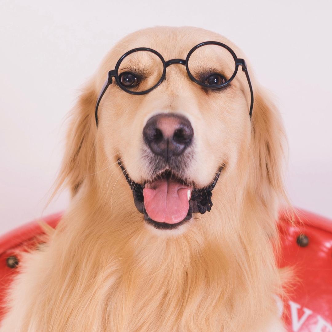 旺仔是狗精