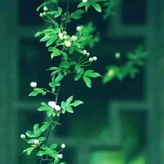 我的唇吻不到我的人