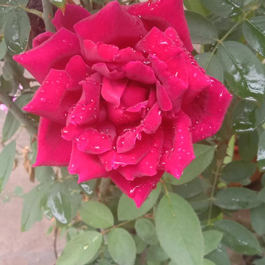 明天的太阳更灿烂