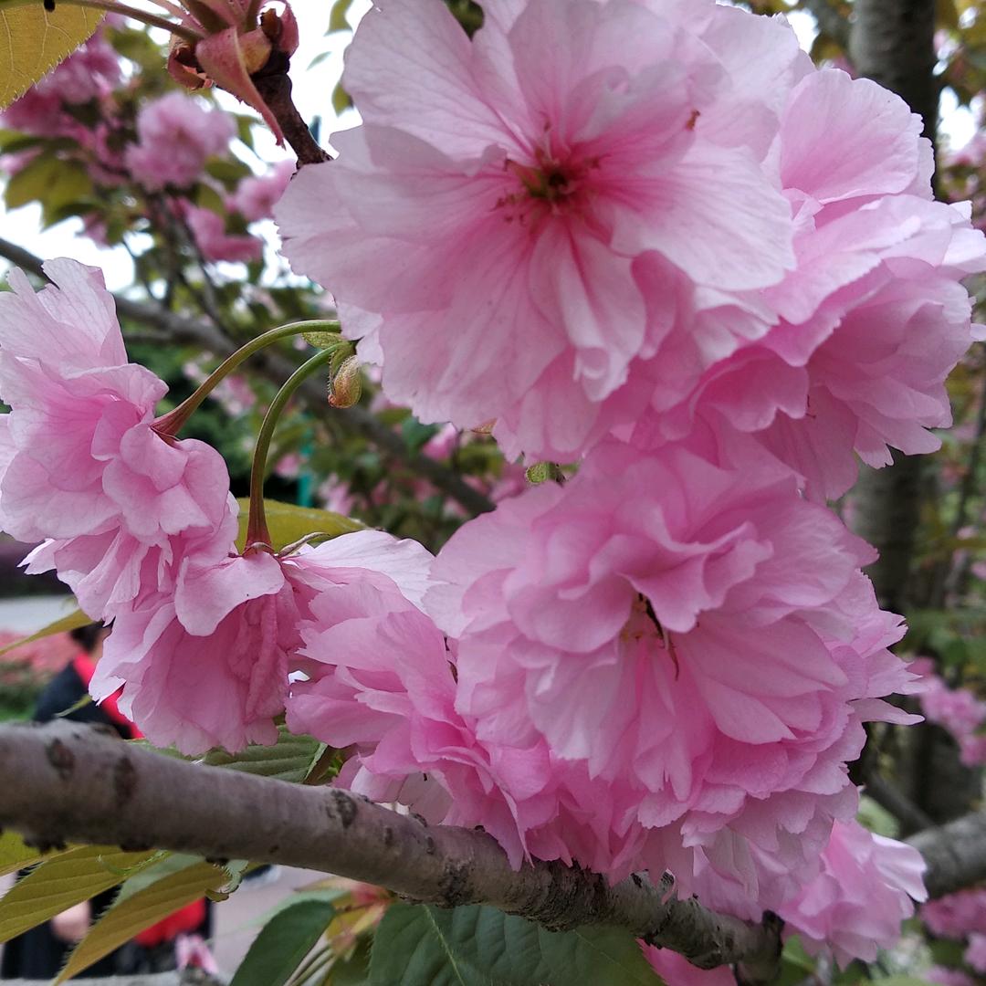 丽