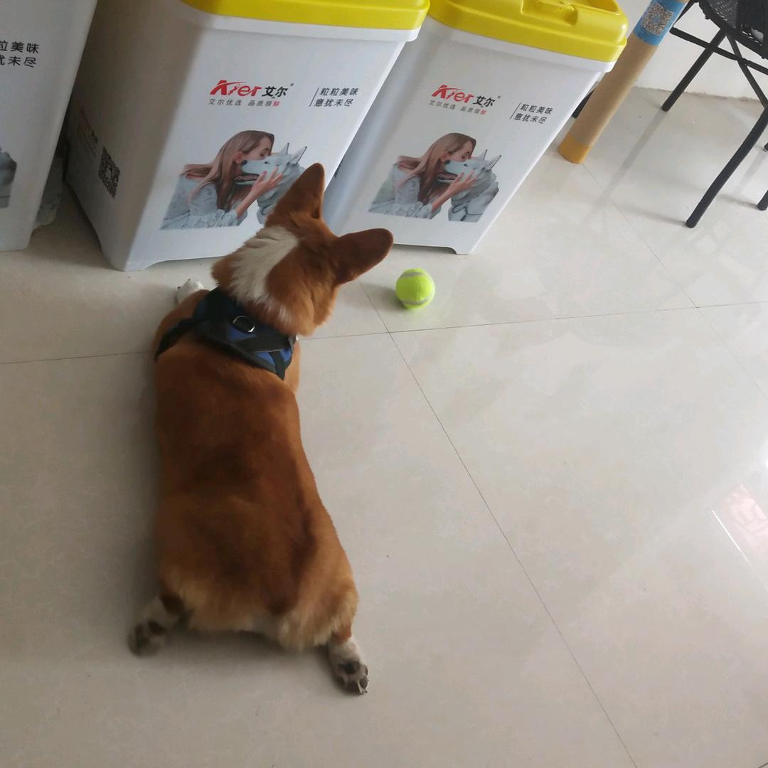 猫狗小镇