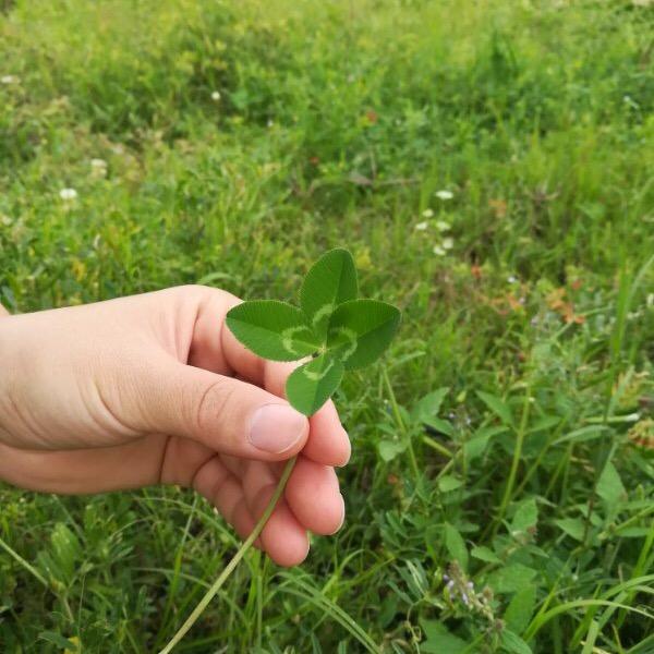 糖糖是个大漂亮