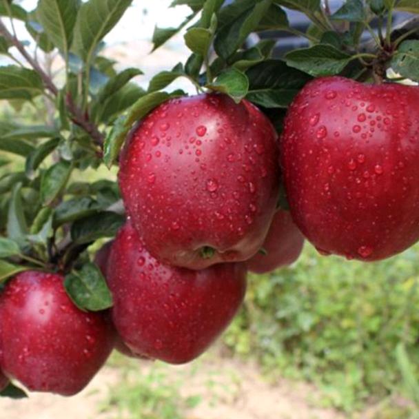 @娟儿姐的🍎苹果产地供应链