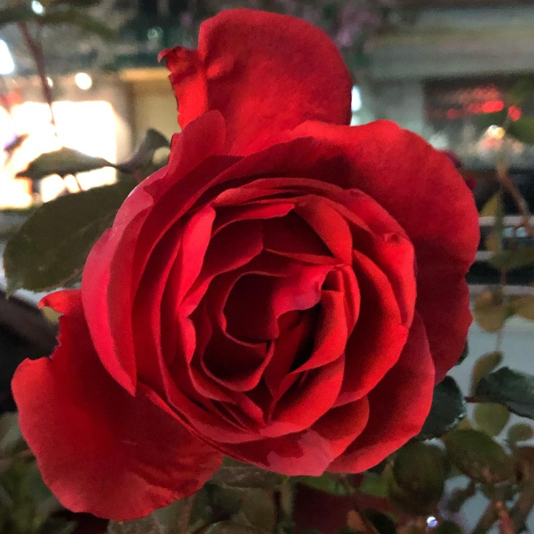 🌟🌟知我❤️