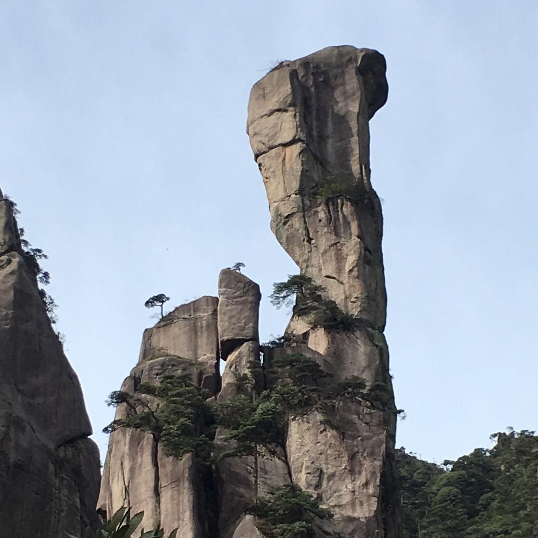 不老松