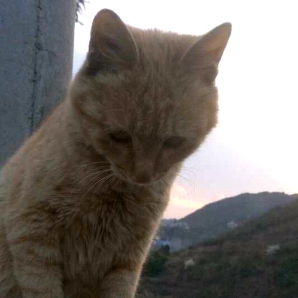 小祸祸