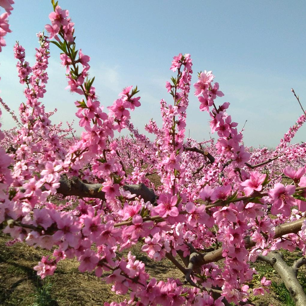 桃花依旧笑春风