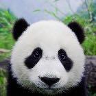 是只糯米团子