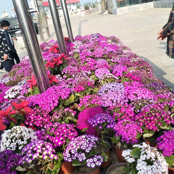 🌷何平小磨香油