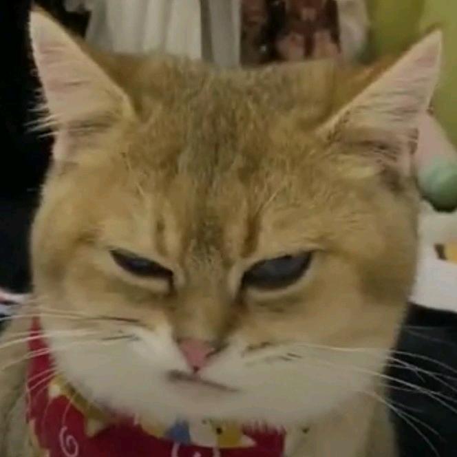 嘟嘟 嘟嘟