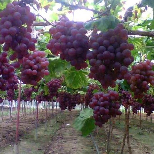 💝星语心愿🎵🎵